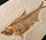 Известняковая плита с отпечатком ископаемой рыбы рода Knightia 