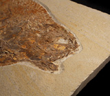 Артефакт! Известняковая плита с отпечатком ископаемой рыбы 