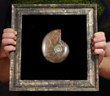 Крупный опализированный мадагаскарский аммонит в багете 506,5 грамм 