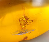 Доминиканский янтарь с насекомым 0,91 карат 