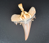 Золотой кулон с редким артефактом - ископаемым зубом акулы Jaekelotodus 19,34 карата Золото